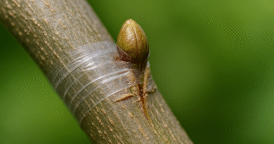 Controllo attecchimento innesto