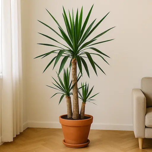 Yucca a tronchi multipli, look architettonico per piante alte da appartamento