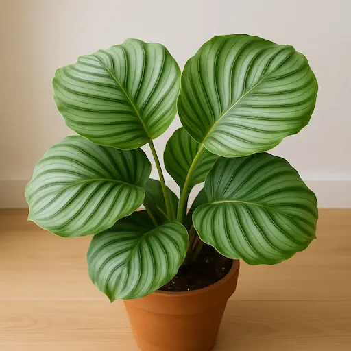 Calathea orbifolia