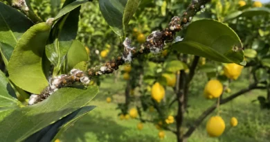 cocciniglia sugli agrumi