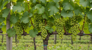 innesto vite a gemma dormiente