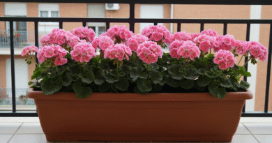 Potature gerani quando