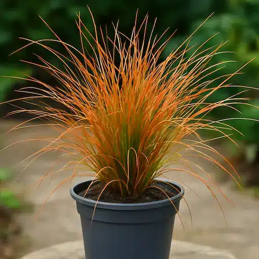 Carex testacea, piante graminacee ornamentali affini dal fogliame ramato per vasi e bordure