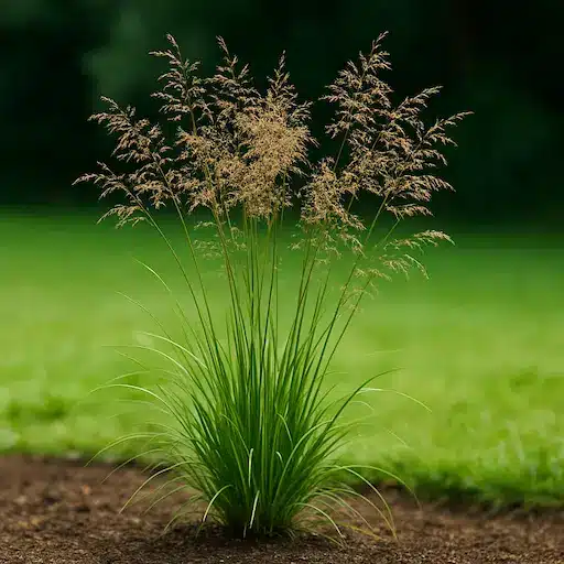Deschampsia cespitosa, piante graminacee per ombra luminosa con pannocchie leggere