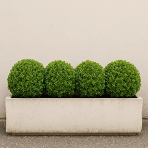 Quattro hebe ‘Green Globe’ in fioriera larga, cuscini compatti per bordura sempreverde