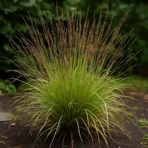 Molinia caerulea, graminacea ornamentale elegante con pennacchi sottili