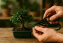 guida bonsai