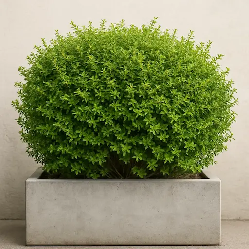 Lonicera nitida singola, cespuglio denso in fioriera larga, siepe in vaso