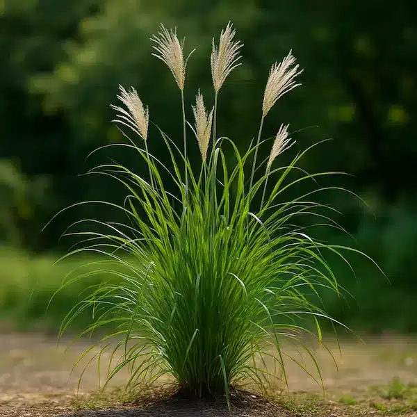 Miscanthus sinensis, graminacea ornamentale alta in aiuola soleggiata