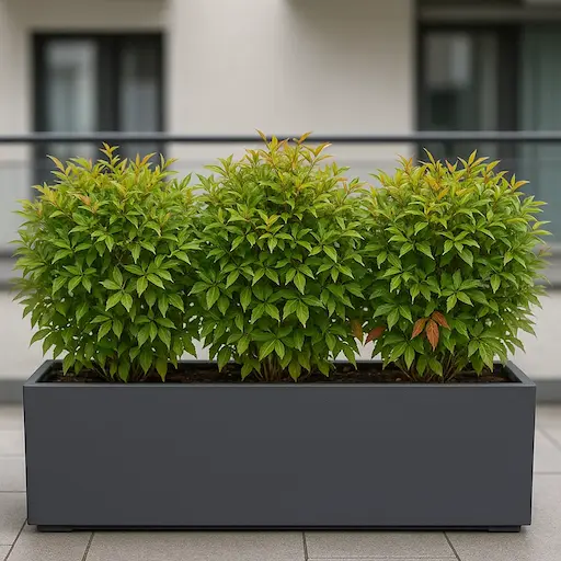 piante da siepe in vaso