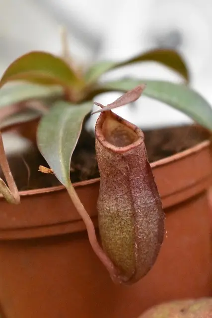 nepenthes