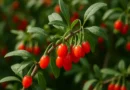pianta della bacca di goji