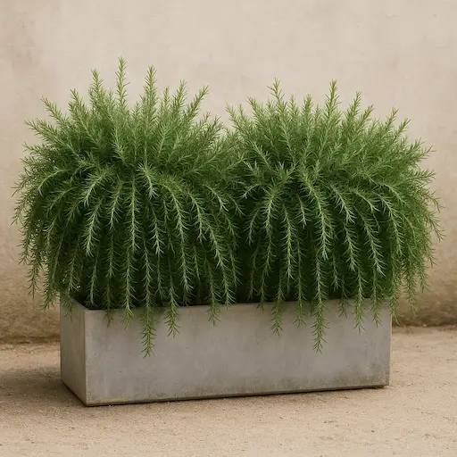 Due rosmarini prostrati in fioriera larga, rami leggermente cascanti, bordo aromatico in vaso