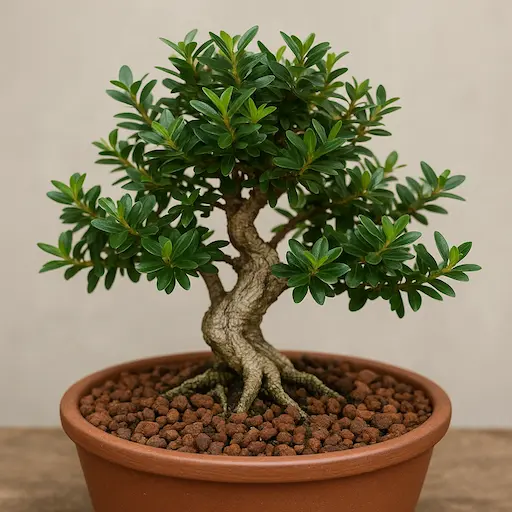 Bonsai di mirto