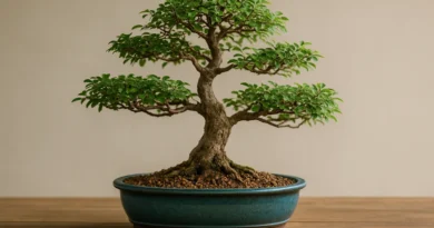 Bonsai di olmo cinese