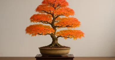 bonsai di acero rosso