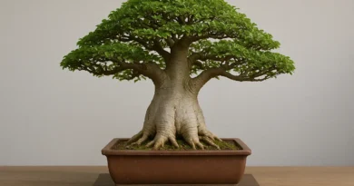 bonsai di baobab