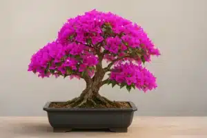 Bonsai di bougainvillea