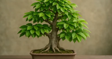 bonsai di carpino in vaso