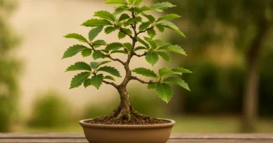 bonsai di castagno in vaso