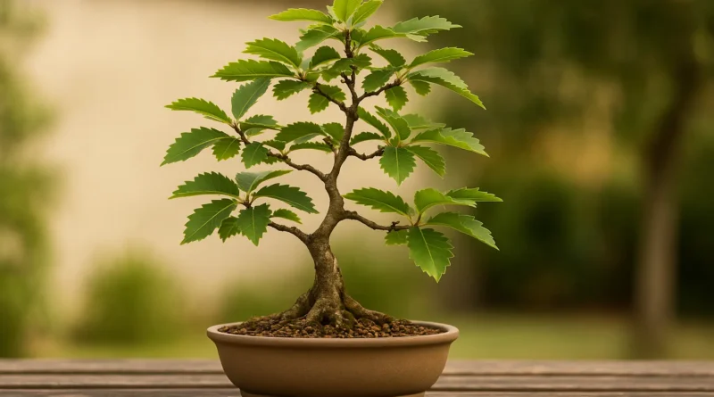 bonsai di castagno in vaso