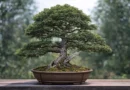 bonsai di cipresso in vaso