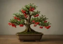 bonsai di cotoneaster