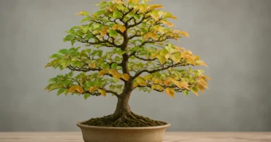 bonsai di faggio in vaso