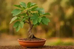 bonsai di fico in vaso