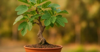 bonsai di fico in vaso