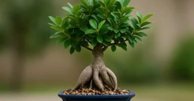 bonsai di ficus