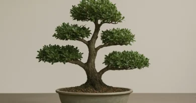 bonsai di leccio in vaso