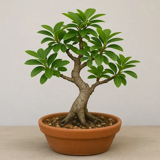 bonsai di limone