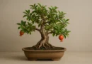 bonsai di melograno in vaso