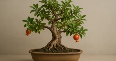 bonsai di melograno in vaso