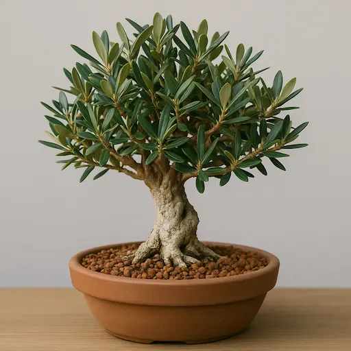 bonsai di olivastro in vaso