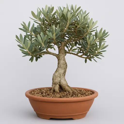 bonsai di olivo in vaso