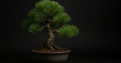 bonsai di pino nero giapponese