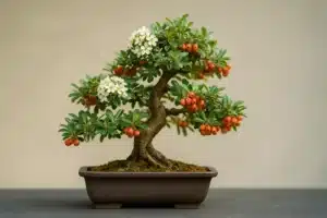 bonsai di piracanta in vaso