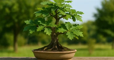 bonsai di quercia in vaso