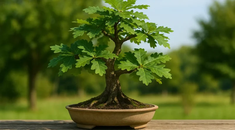 bonsai di quercia in vaso