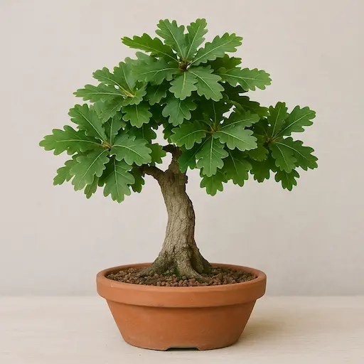 bonsai di quercia
