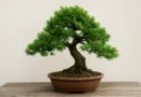 bonsai di tasso in vaso