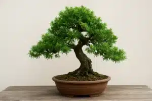 bonsai di tasso in vaso
