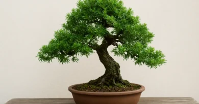 bonsai di tasso in vaso