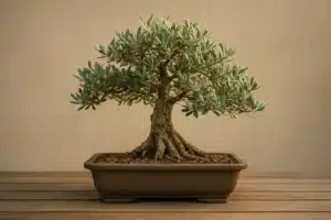 bonsai di ulivo