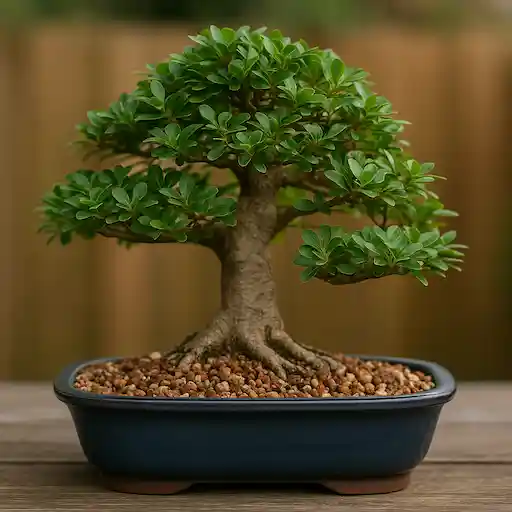 terra per bonsai