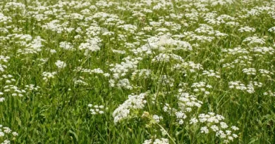 coltivazione del cumino