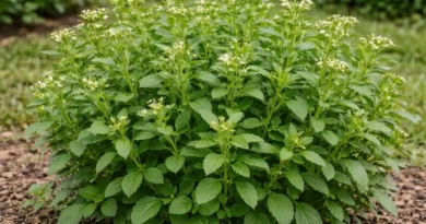 Coltivazione di stevia