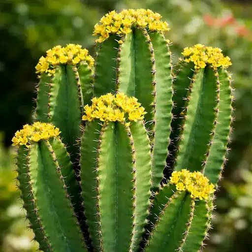 pianta di Euphorbia eritrea